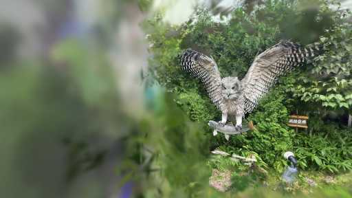 釧路空港のフクロウ